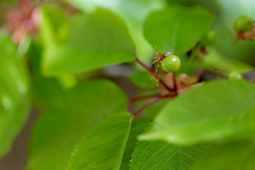 Fruit on the branch of sweet cherry in the garden. Nature blurred green background. Shallow depth of field.