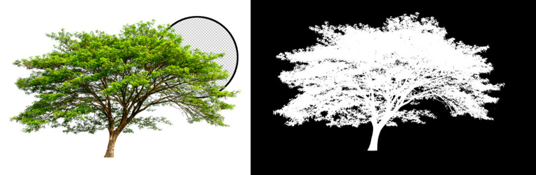 isolated tree on transparent picture background with clipping path, single tree with clipping path and alpha channel on black