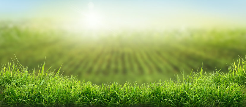 Lush spring green grass background crops growing on farmland in the distance.