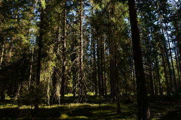 Dense coniferous forest of high branching fir trees in the light of the morning sun