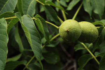 Young walnuts on the tree at sunset. Tree of walnuts. Dark green leaves background.