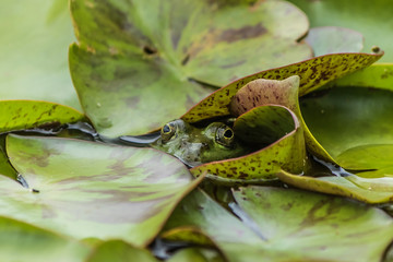 Tree frog in the water