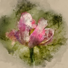 Watercolor painting of Beautiful shallow depth of field macro image of decaying wilted tulip flower at the end of Spring