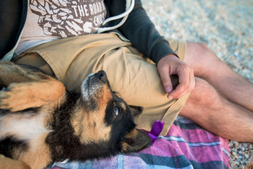 dog scratching man on the beach at sunset