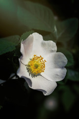 Delicate wild rose flower