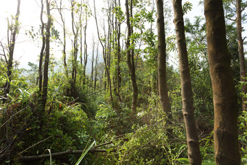 Summer tropical  forest damaged after typhoon
