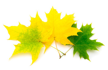 Colorful autumn maple leaf.
