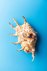 sea shell on blue background. Sea concept