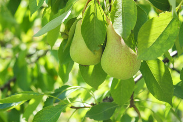 Image of fresh leaves and pears with raindrops on pear tree branch