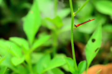 Dragonflies never fly perched on a leaf.