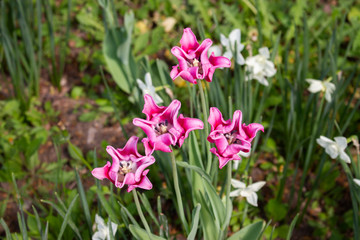 Red pink purple tulips Lily Flowered bloom, outdoor photo horizontal, beautiful unusual tulips flower heads