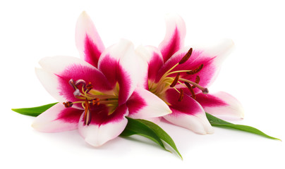 Obraz na płótnie Canvas Pink lily flower.