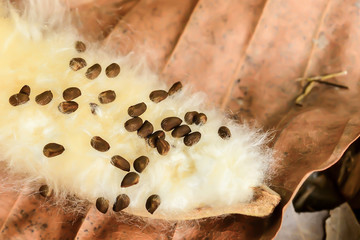 The kapok seeds are black with a white kapok.