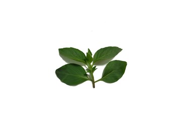 Obraz premium Green Basil Isolated On White Background