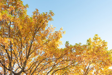 Fototapeta premium Autumnal Park. Branches of oak with yellowed autumn foliage against blue clear sky. Copy space.