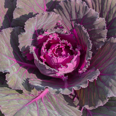Red cabbage grows in the garden. leaves heartwood purple pink leaf cabbage close-up background texture
