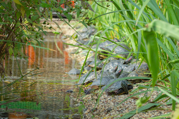 Red-eared slider in wild, turtles are resting on rocky shore of lake pond. Trachemys scripta elegans in natural habitat