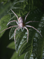 A light gray hairy spider froze on a juicy green leaf of nettle. Macro photography of insects.