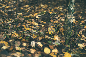 Autumnal Park. Autumn Trees And Leaves. Fall forest, yellow leaves.