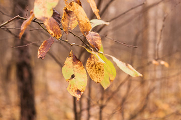 Autumnal Park. Autumn Trees And Leaves. Fall
