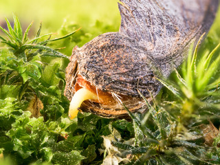 Ein keimender Samen des Ahornbaumes sucht seinen Weg in den Boden.