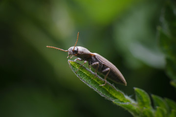 A formidable flat black long beetle sits on the tip of a green leaf on a dark green background. Macro photography of insects.