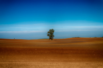 Obraz premium Agricultural landscape with a lone tree in a field