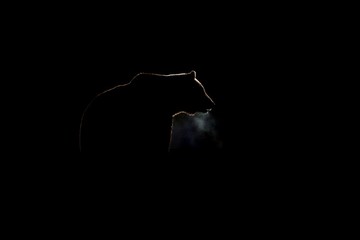 Brown bear contour with breath fume in black background. Bear silhouette with breath in black.