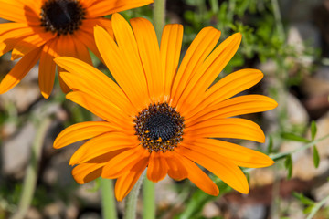 Arctotis acaulis South Africa flower plant commonly known as tufted arctotis or marigold