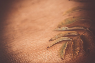 Dry leaf mountain ash tree on old wooden background. Autumn background of fall leaves