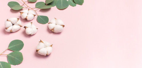 Cotton flowers and green eucalyptus twig on pastel pink background. Flat lay, top view, copy space. Flower composition with delicate cotton flowers. Cotton background.