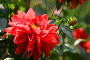 公園に咲いていた綺麗なダリア