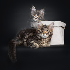 Adorable set of 2 Maine Coon cat kittens, one sitting in a paper bag. The other laying infront of the bag. Looking beside camera with brown eyes.  Tail hanging down from edge.