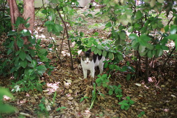 cute loely street cat