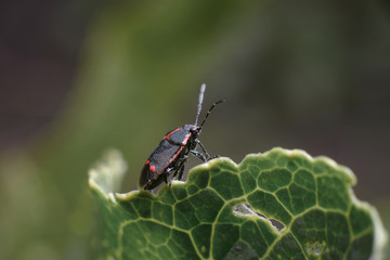 A black beetle with red stripes sits on a juicy green leaf on a dark background.