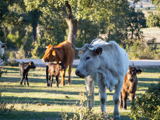 A herd of cows with young calves grazing in the dehesa in Salamanca (Spain). Concept of extensive organic livestock