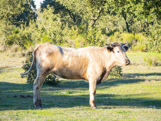 A herd of cows with young calves grazing in the dehesa in Salamanca (Spain). Concept of extensive organic livestock