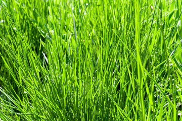 Green grass background.