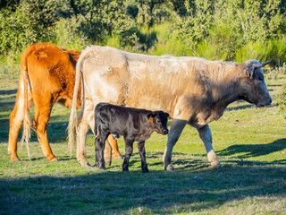 A herd of cows with young calves grazing in the dehesa in Salamanca (Spain). Concept of extensive organic livestock