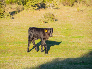 A herd of cows with young calves grazing in the dehesa in Salamanca (Spain). Concept of extensive organic livestock