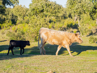 A herd of cows with young calves grazing in the dehesa in Salamanca (Spain). Concept of extensive organic livestock