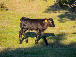 A herd of cows with young calves grazing in the dehesa in Salamanca (Spain). Concept of extensive organic livestock