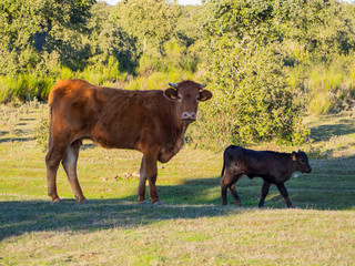 A herd of cows with young calves grazing in the dehesa in Salamanca (Spain). Concept of extensive organic livestock