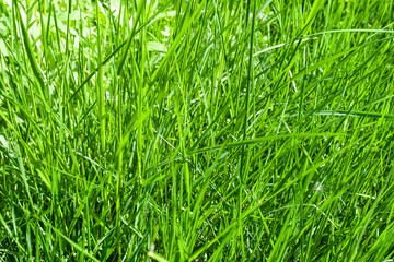 Green grass background.