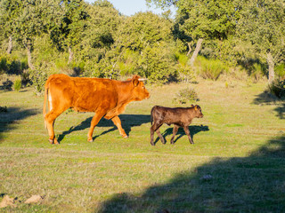 A herd of cows with young calves grazing in the dehesa in Salamanca (Spain). Concept of extensive organic livestock