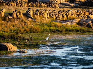 An egret on the shore of the reservoir of La Almendra in Salamanca (Spain) during drought