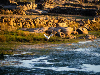 An egret on the shore of the reservoir of La Almendra in Salamanca (Spain) during drought
