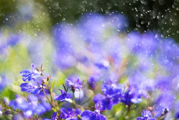 Fototapeta na wymiar Blue Trailing Lobelia Sapphire flowers or Edging Lobelia in garden