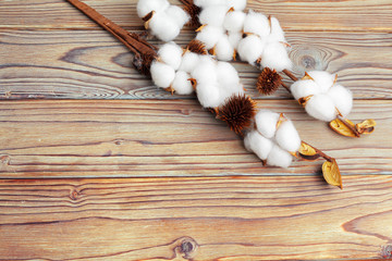 Branch with cotton flowers on wooden background