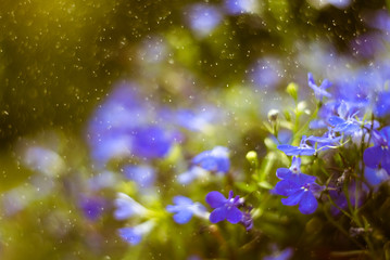 Blue Trailing Lobelia Sapphire flowers or Edging Lobelia in garden